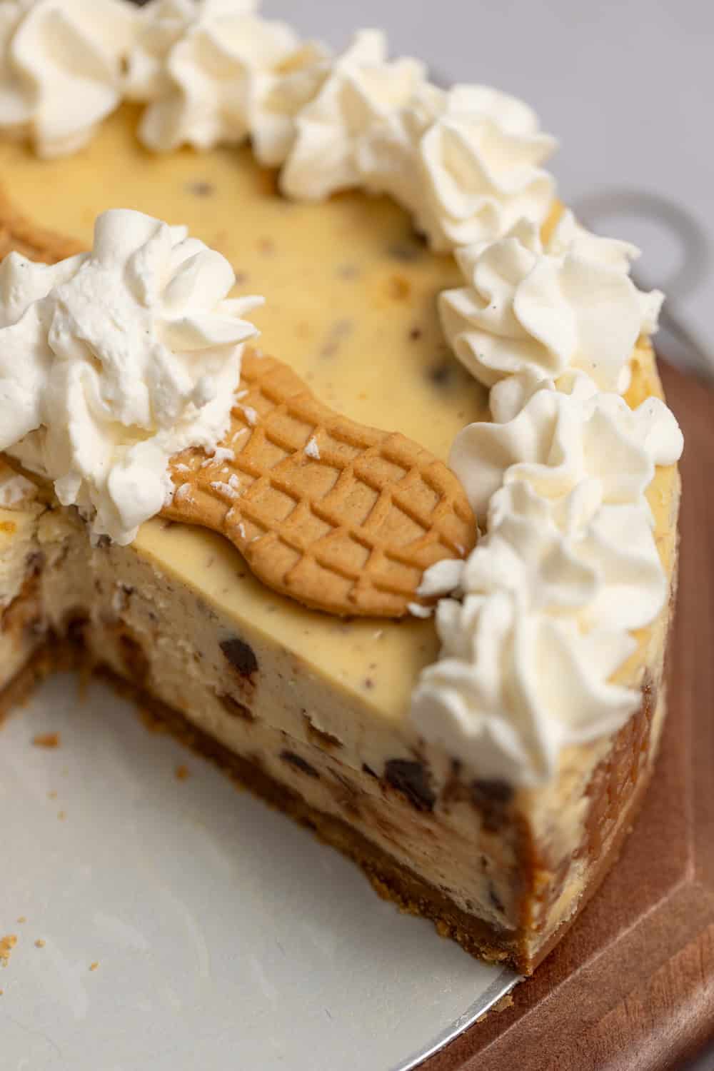 peanut butter chocolate chip cheesecake